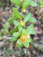 Hibbertia nitida