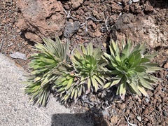 Argyroxiphium × Dubautia