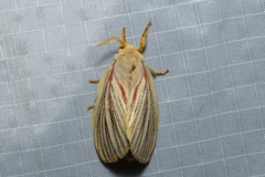 Grammodora nigrolineata