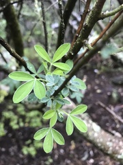 Chamaecytisus prolifer