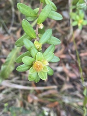 Hibbertia nitida