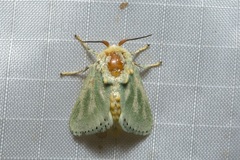 Coenobasis amoena