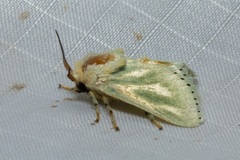 Coenobasis amoena