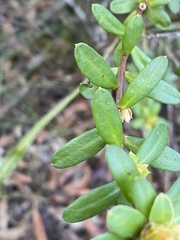 Hibbertia nitida