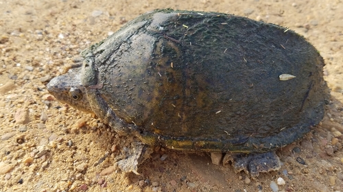 Razorback Musk Turtle, Sternotherus carinatus