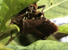 Piezogaster calcarator