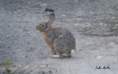 Sylvilagus cunicularius