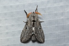 Afroplitis dasychirina