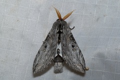 Afroplitis dasychirina