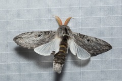 Afroplitis dasychirina