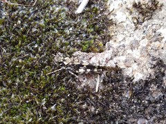 Trimerotropis saxatilis