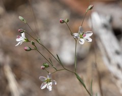 Hesperolinon disjunctum