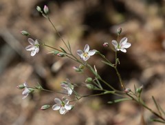 Hesperolinon disjunctum