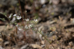 Hesperolinon disjunctum