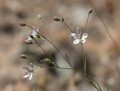 Hesperolinon disjunctum