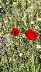 Papaver syriacum