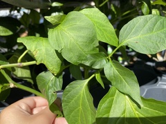 Capsicum annuum annuum