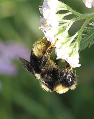 Bombus rufocinctus