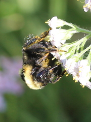 Bombus rufocinctus