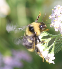 Bombus rufocinctus