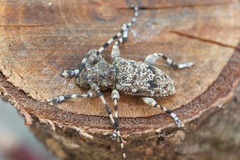 Aegomorphus clavipes