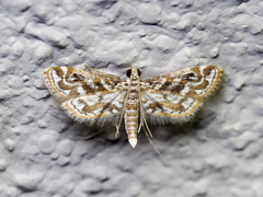Parapoynx diminutalis