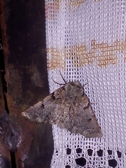 Acronyctodes mexicanaria