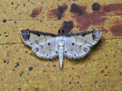 Leucinodella leucostola