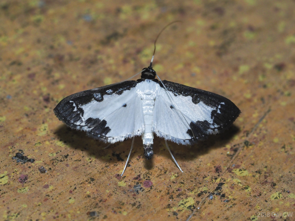 Caprinia felderi