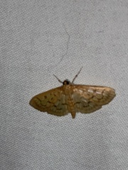 Polygrammodes flavidalis