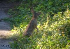 Sylvilagus cunicularius