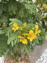 Senna bicapsularis