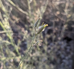 Cordylanthus pilosus pilosus