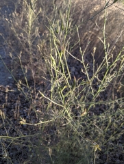 Cordylanthus pilosus pilosus
