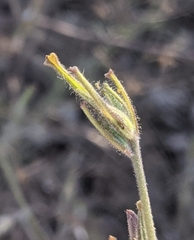 Cordylanthus pilosus pilosus