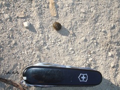 Sylvilagus cunicularius