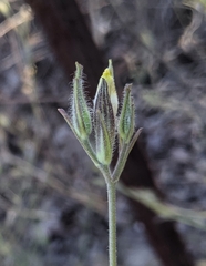 Cordylanthus pilosus pilosus