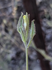 Cordylanthus pilosus pilosus