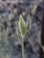 Cordylanthus pilosus pilosus