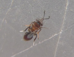 Encyrtus aurantii