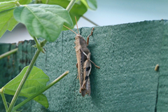 Stenocatantops angustifrons