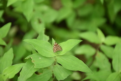 Hemerophila albertiana