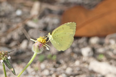 Eurema alitha