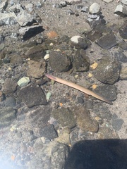 Lampetra richardsoni