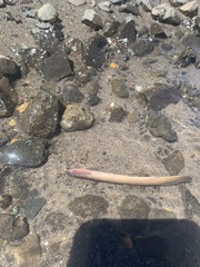 Lampetra richardsoni