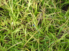 Enallagma doubledayi