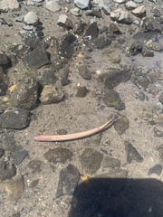 Lampetra richardsoni