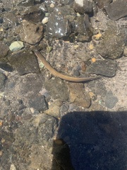 Lampetra richardsoni