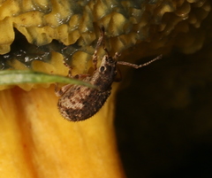 Pseudoedophrys