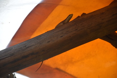 Copeoglossum aurae